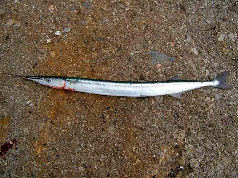 [dfenwick20040830_1]: A garfish removed from water near Plymouth, Devon
