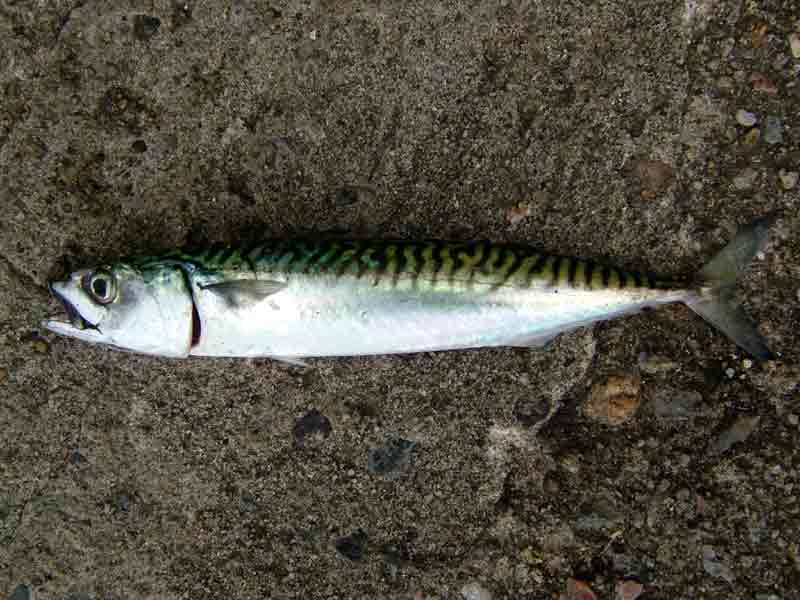 A mackeral