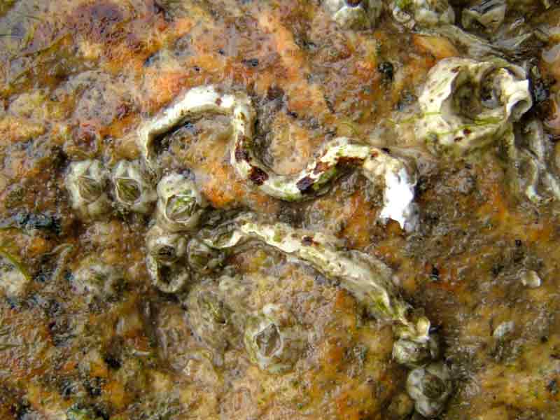 Modal: Calcareous tubes of two keel worms among several barnacles.