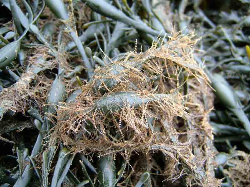 Image: The sea-fir Dynamena pumila attached to an intertidal fucoid.