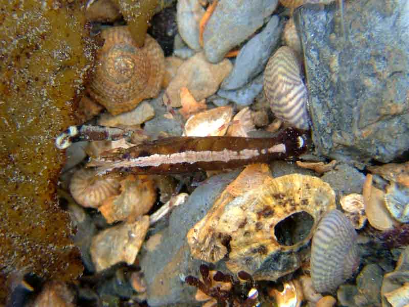 [dfenwick20051006_1]: Hooded shrimp in a tide pool.