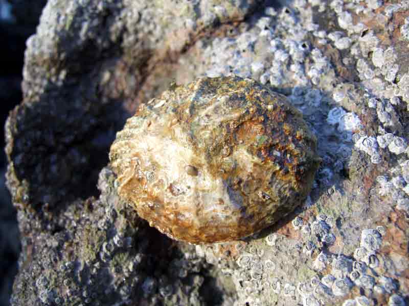 [dfenwick20060128_1]: Shell of the china limpet on rocky shore