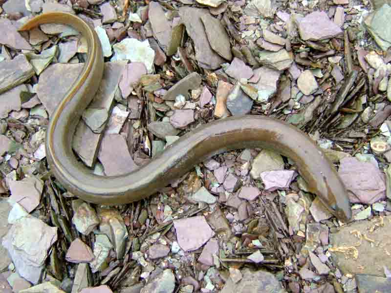 Modal: Common eel found upriver in Tamar, Cornwall