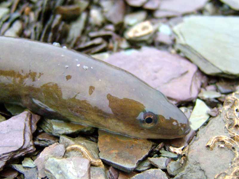 Modal: Head of a common eel