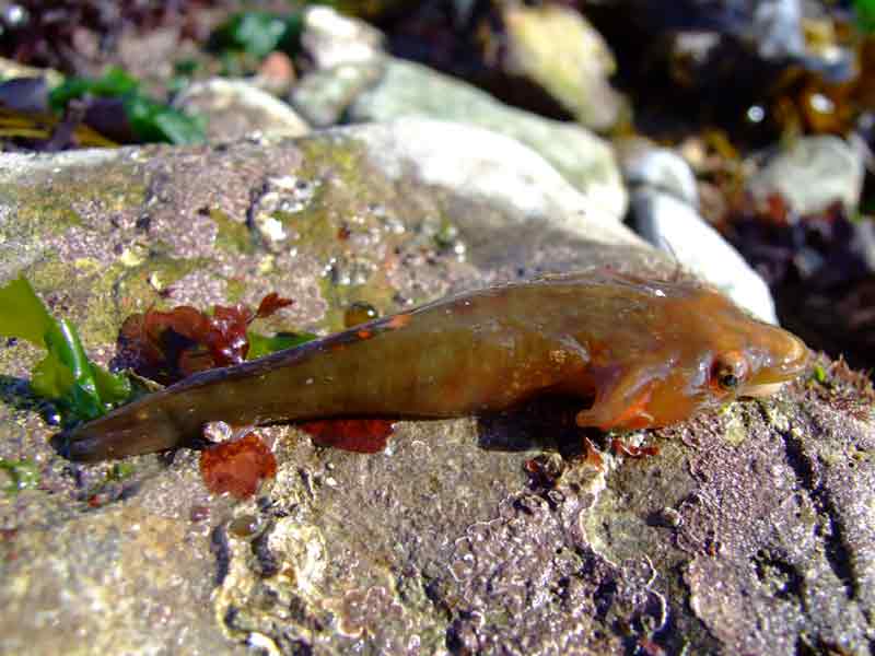 A dead clingfish out of water