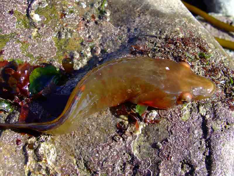 Dorsal surface of dead clingfish