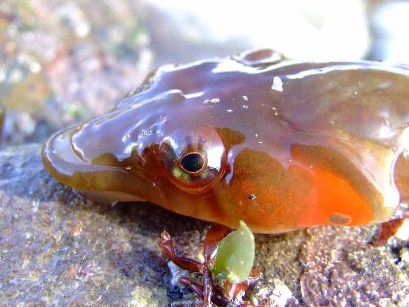 Modal: Left profile of the head of a clingfish