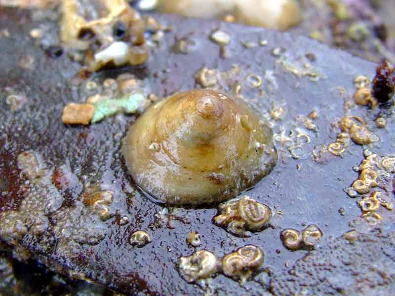 Chinamans hat snail attached to intertidal vegetation