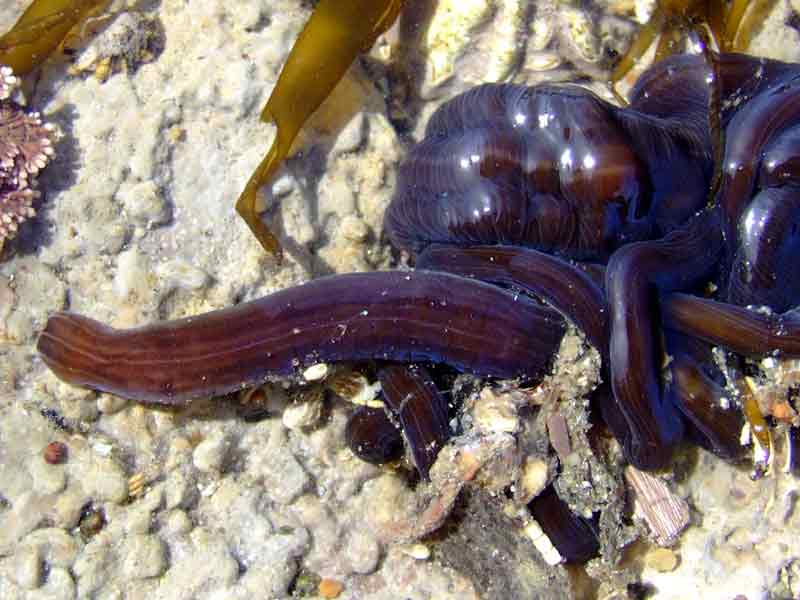 Modal: The ribbonworm <i>Lineus longissimus</i> partially exposed in a tide pool.