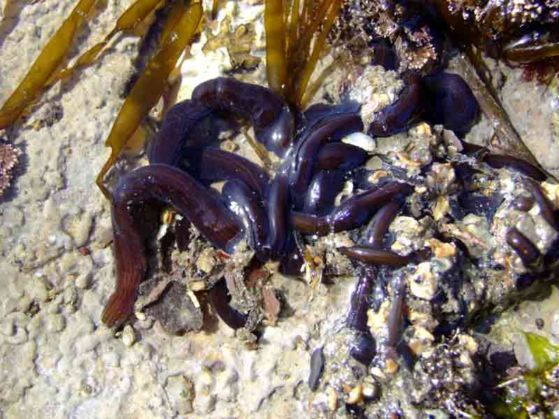 The ribbonworm Lineus longissimus partially exposed in a tide pool.