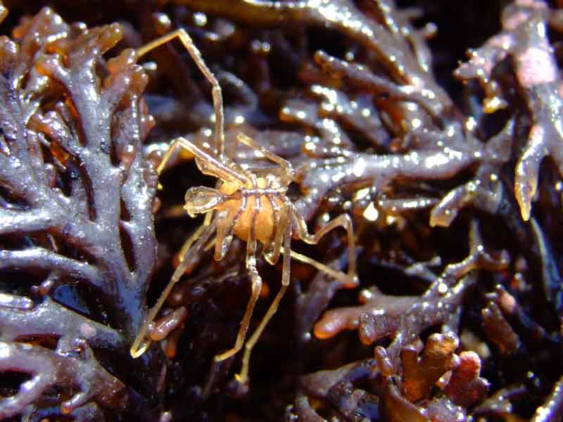 Modal: Sea spider with egg sac found under rock in tide pool.