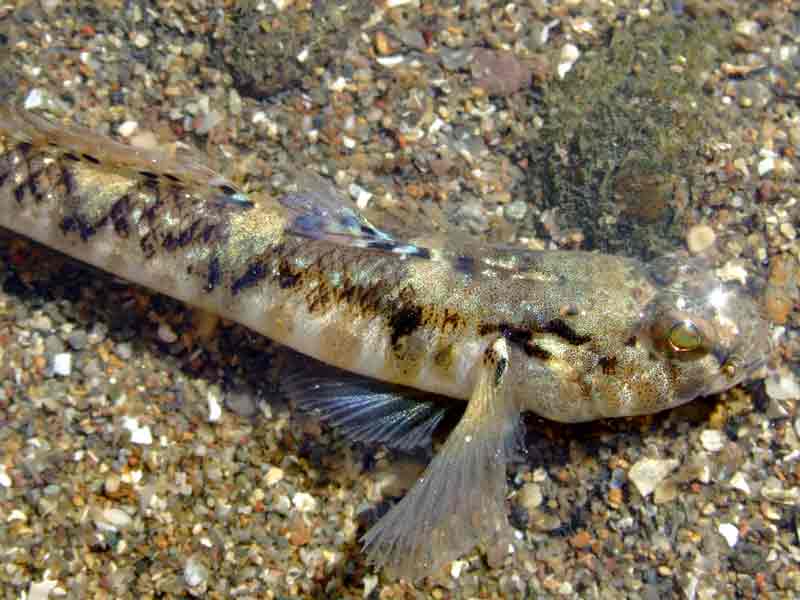 Modal: Right anterior end of a painted goby