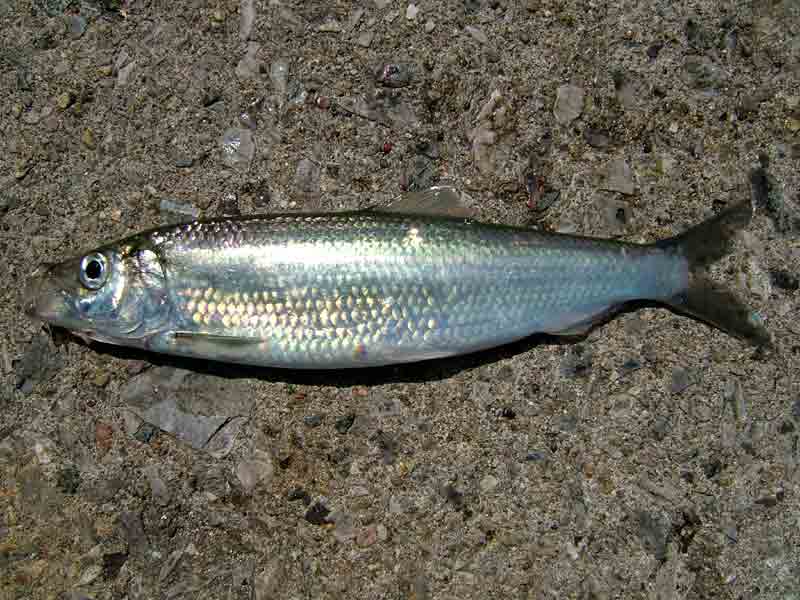 Image: A dead herring