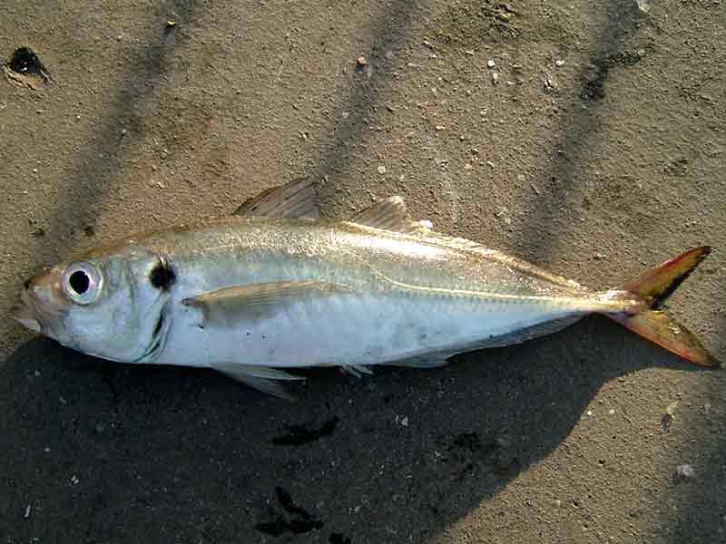 A juvenile scad