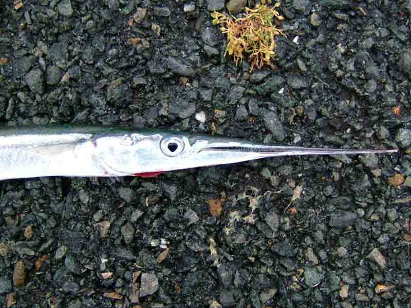 Modal: Head of a garfish
