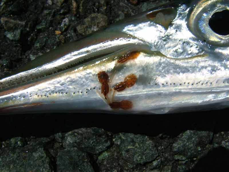 [dfenwick20070718_1]: Head of a garfish infested with the parasitic copepod <i>Lepeophtheirus salmonis</i>