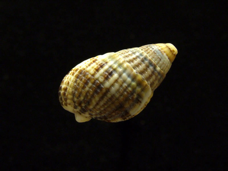 Shell of the netted dog whelk
