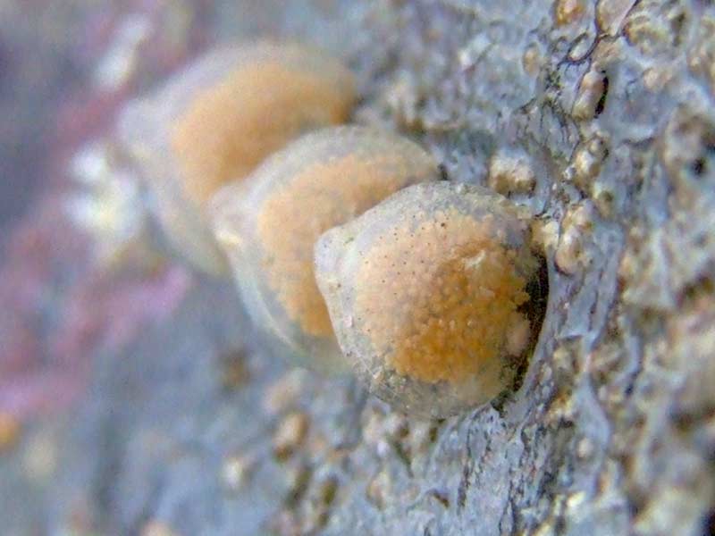 Egg cases of netted dog whelk on intertidal rock