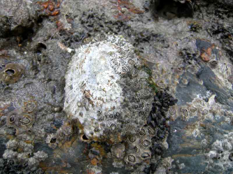 Modal: Barnacle-covered shell of the china limpet on rocky shore