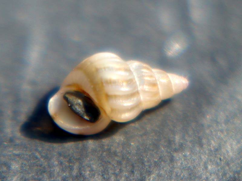 Aperture and spire of the common spire shell