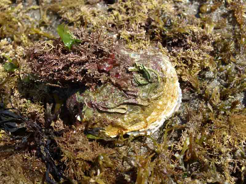 Intertidal saddle oyster
