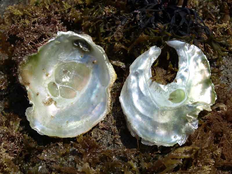 Interior of saddle oyster shell halves
