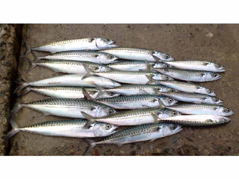 Atlantic mackerel (Scomber scombrus) - MarLIN - The Marine Life