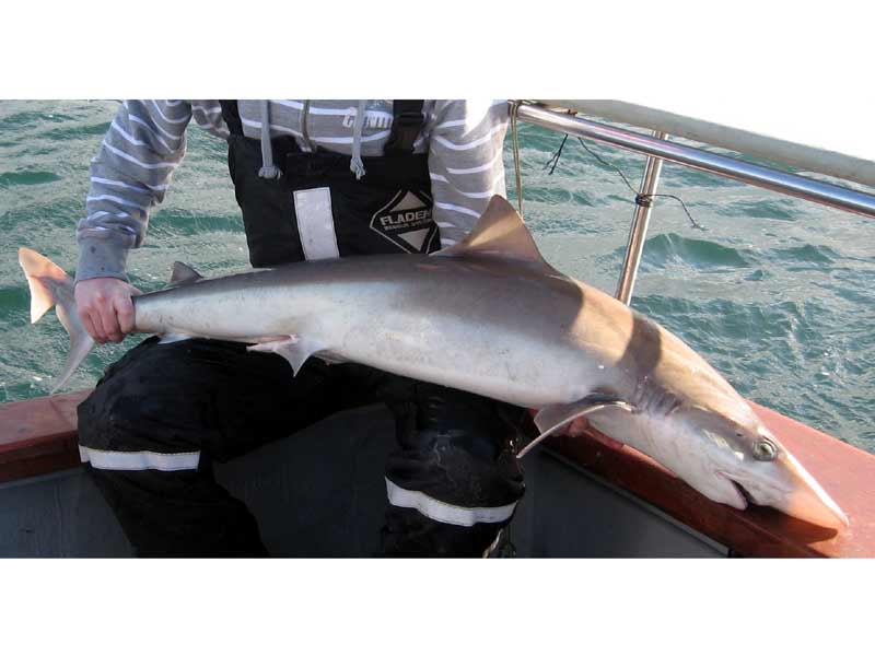 An adult tope shark.