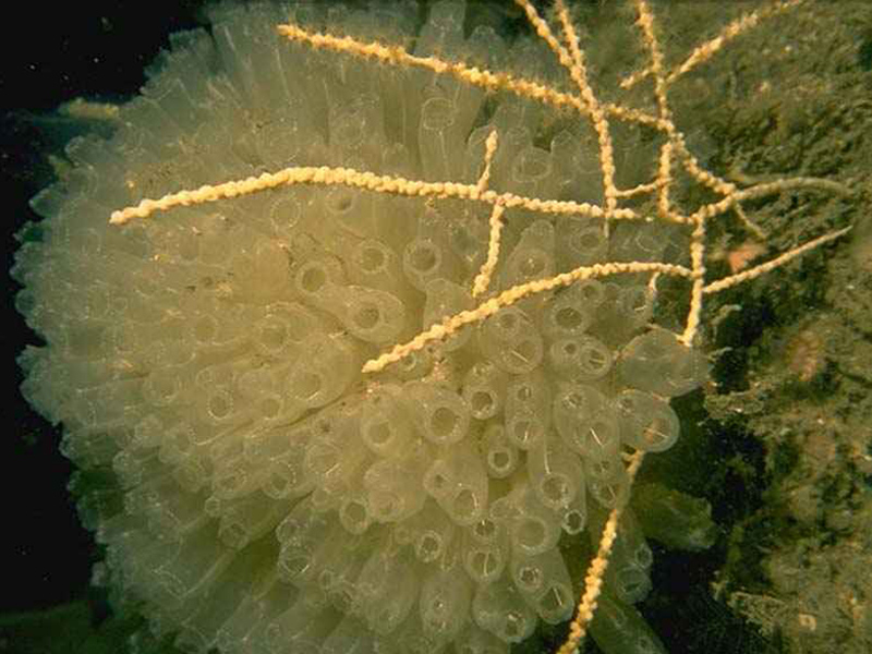 Modal: <i>Diazona violacea</i>, football sea squirt with sea fan <i>Swiftia pallida</i>.