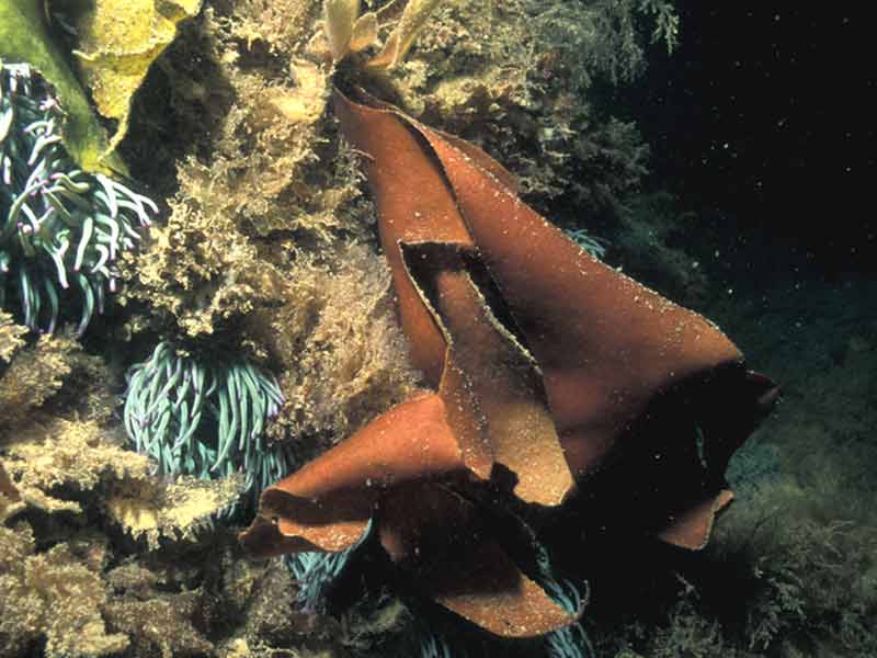 [dilcar]: <i>Dilsea carnosa</i> with snakelocks anemones in background.