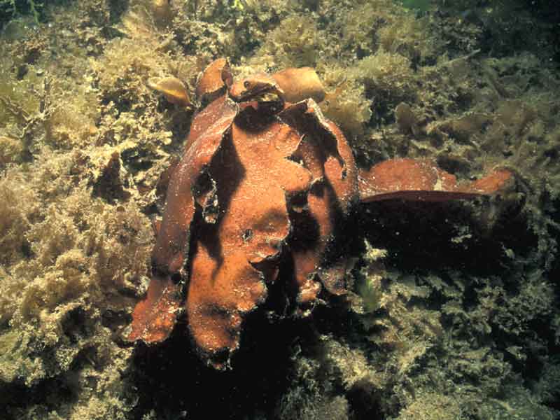 Dilsea carnosa.