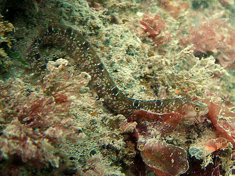 A resting butterfish Pholis gunnellus