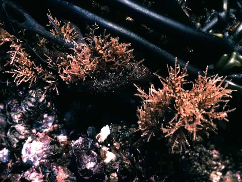 Modal: Clumps of <i>Dynamena pumila</i> growing amongst holdfasts.