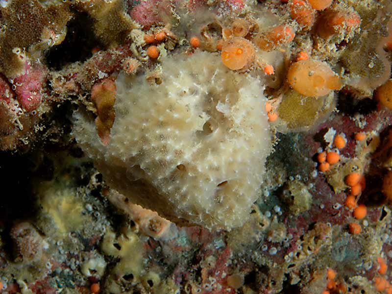 Dysidea fragilis at Hilsea Point Rock, Plymouth.