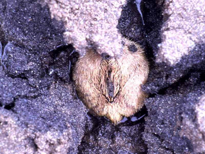 Echinocardium cordatum dug up from coarse sediment.