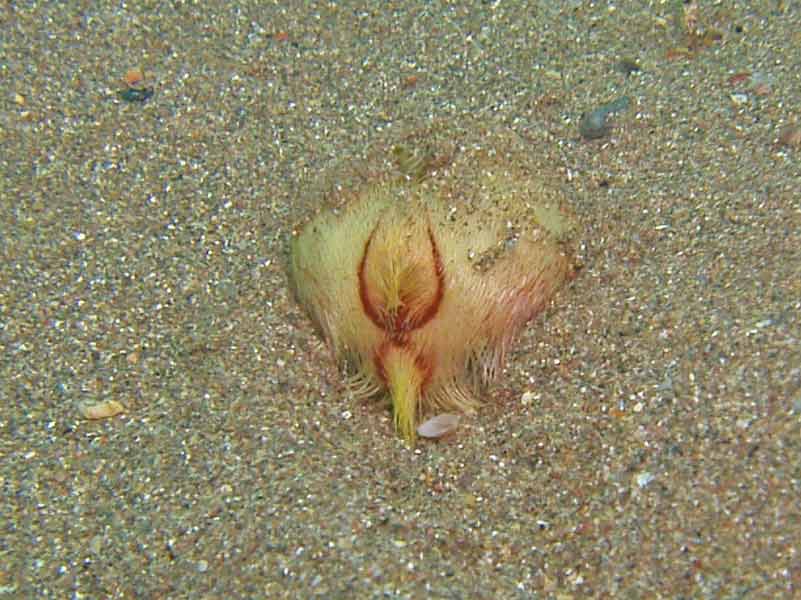 Modal: The sea potato <i>Echinocardium cordatum</i> partially buried in sand.