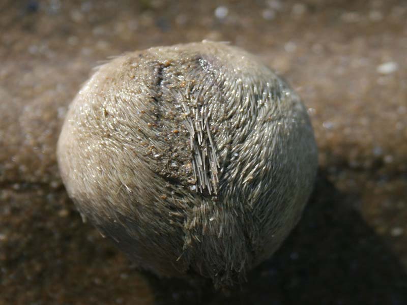 Modal: <i>Echinocardium cordatum</i> on a sandy shore.