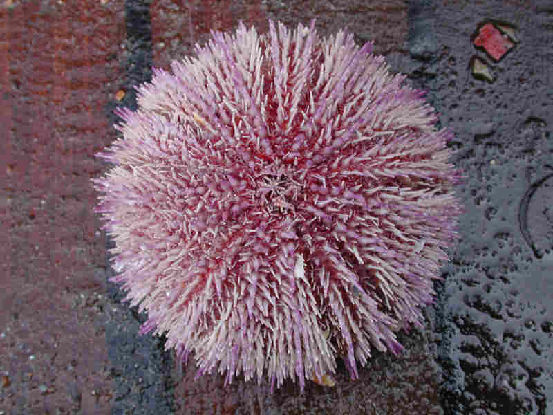 Image: Echinus esculentus, the edible sea urchin.