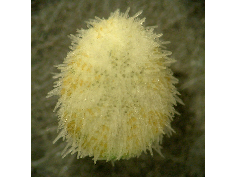 Modal: <i>Echinocyamus pusillus</i>, a tiny sea urchin.