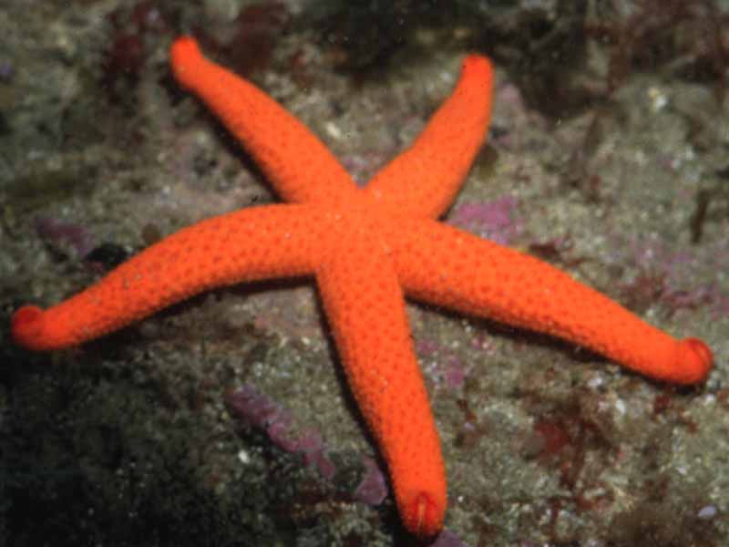 Red starfish off Brittany.