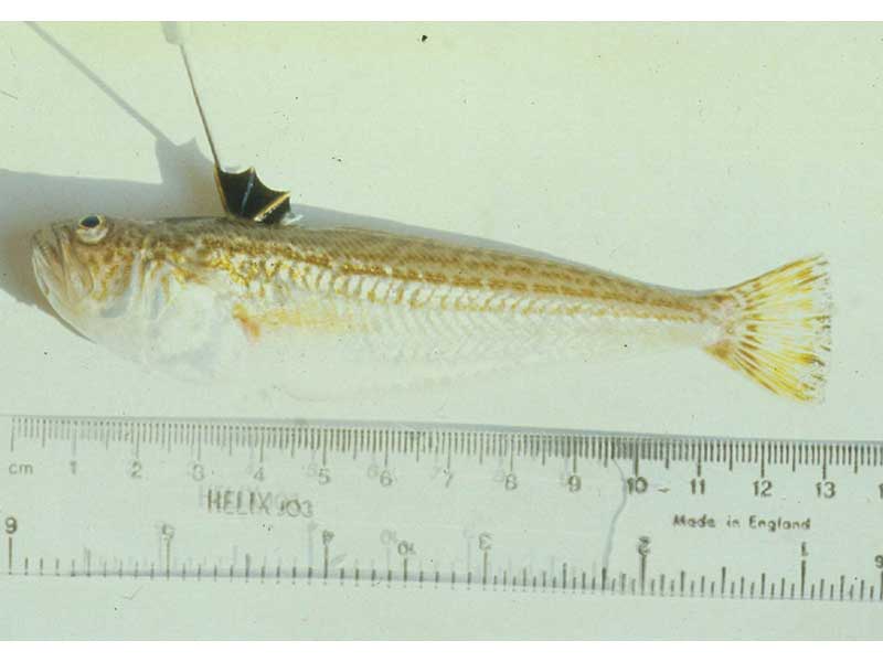 Modal: <i>Echiichthys vipera</i> with dorsal fin held extended with a mounting needle.