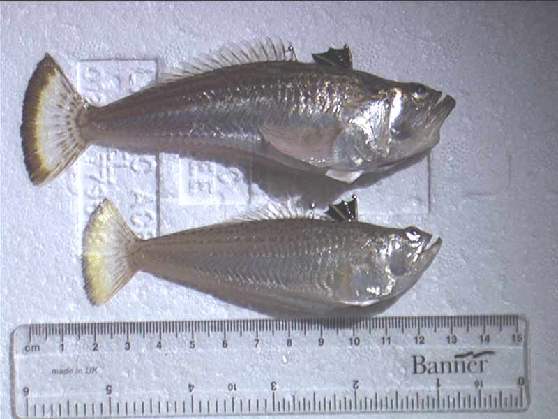 Modal: <i>Echiichthys vipera </i> containing the oral parasite <i>Ceratothoa steindachneri</i> (an isopod) above compared to an un-parasitised specimen below.