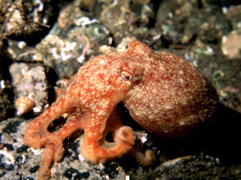 Modal: <i>Eledone cirrhosa</i>, curled octopus.