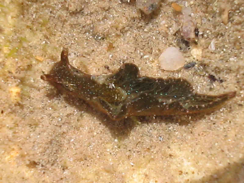 Modal: <i>Elysia viridis</i> crawling in a rockpool; note the characteristic bright green-blue spots.