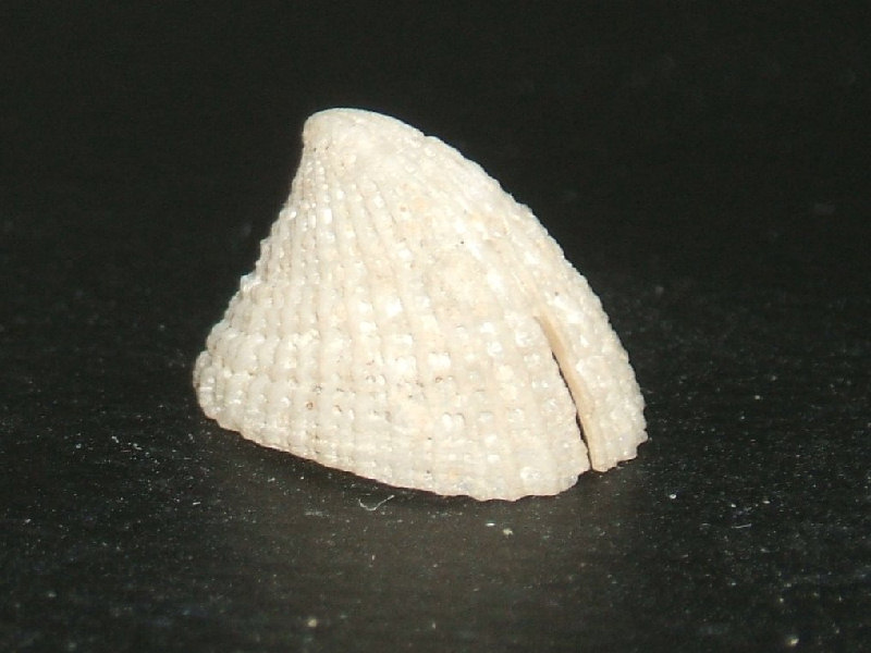 Modal: The slit limpet <i>Emarginula fissura</i>.