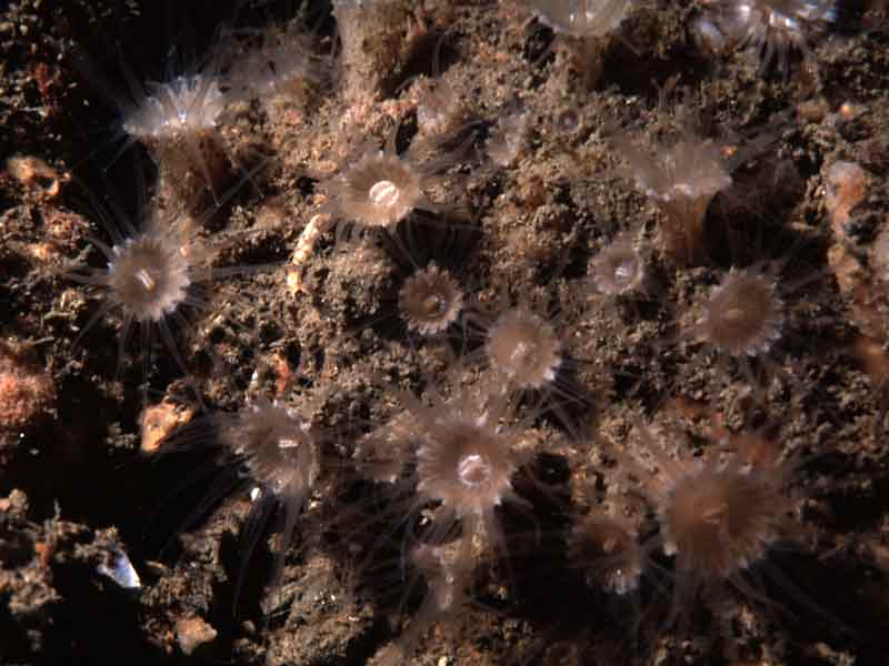Modal: The zoanthid sea anemone <i>Epizoanthus couchii</i>.