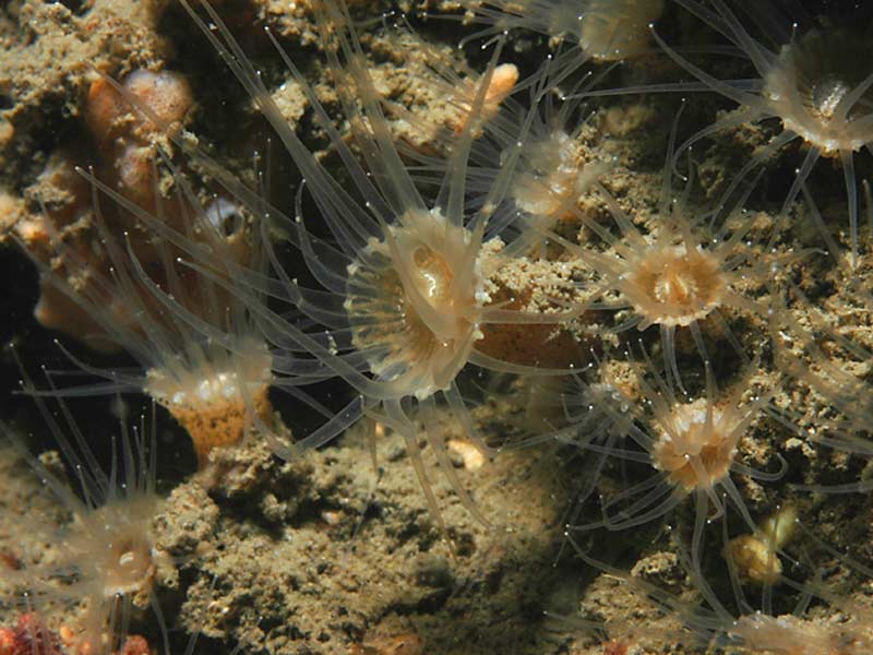 [epicou2]: Cluster of <i>Epizoanthus couchii</i> at Firestone Bay in Plymouth Sound.
