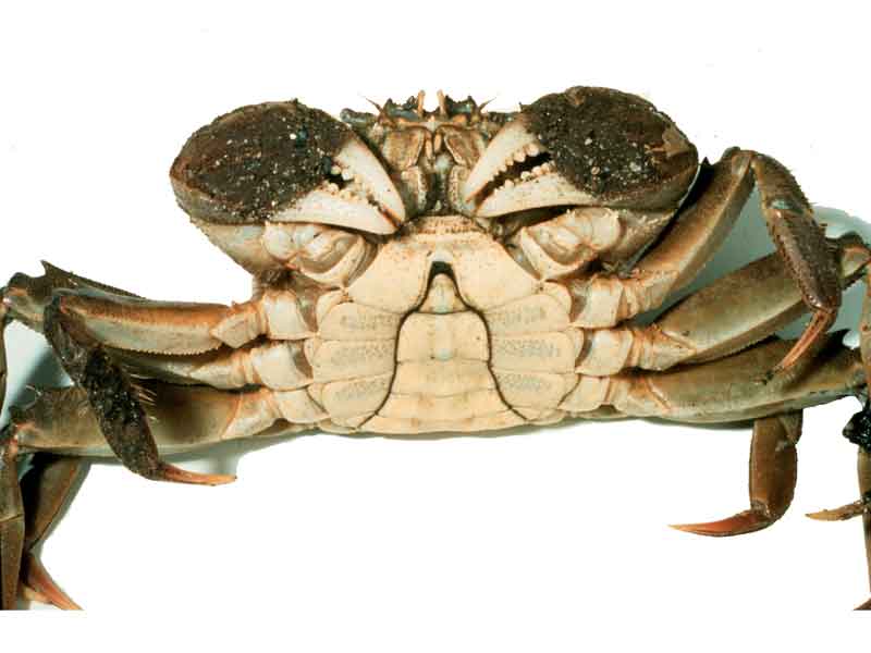 [erisin11]: <i>Eriocheir sinensis</i>: after the metamorphosis from megalop to first crab stage the abdomen becomes tucked under the body of the crab.