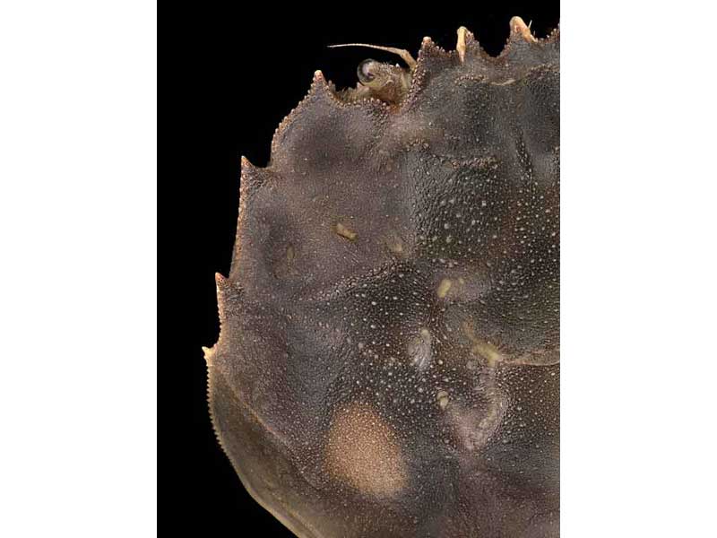 [erisin4]: <i>Eriocheir sinensis</i>: lateral carapace margin with four teeth (spines).