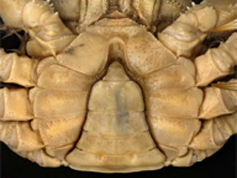 [erisin6]: <i>Eriocheir sinensis</i>: narrow V-shaped abdomen of adult male crab.